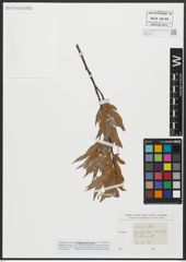 Foto von Salix alba L.